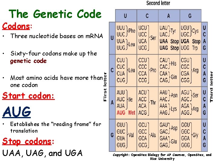 The Genetic Code Codons: • Three nucleotide bases on m. RNA • Sixty-four codons