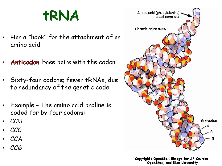 t. RNA • Has a “hook” for the attachment of an amino acid •