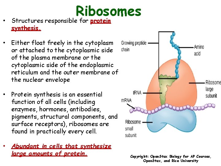 Ribosomes • Structures responsible for protein synthesis. • Either float freely in the cytoplasm