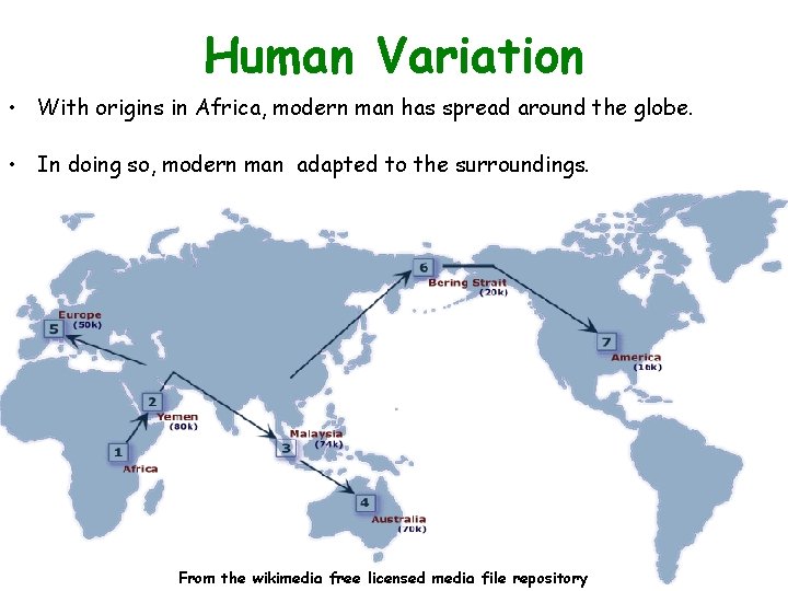Human Variation • With origins in Africa, modern man has spread around the globe.