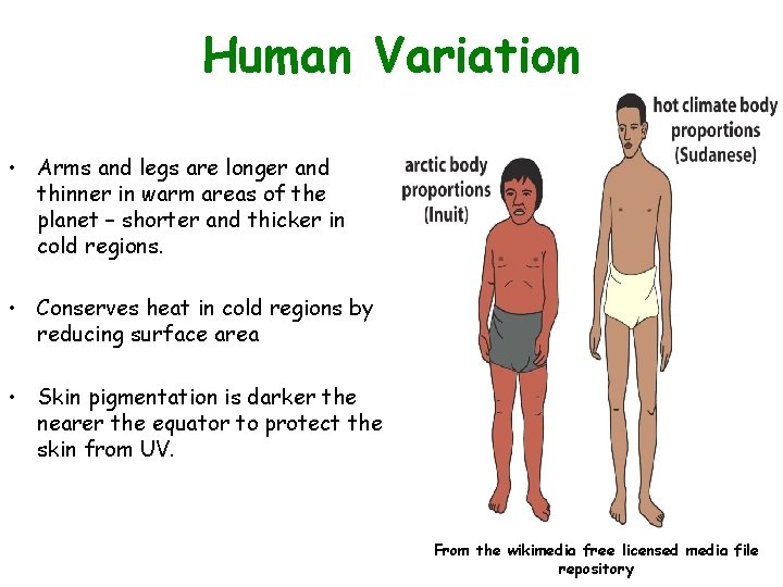 Human Variation • Arms and legs are longer and thinner in warm areas of