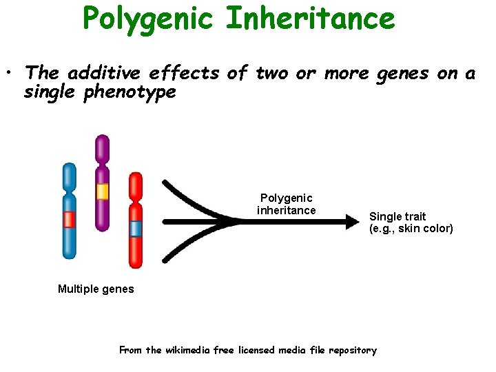 Polygenic Inheritance • The additive effects of two or more genes on a single
