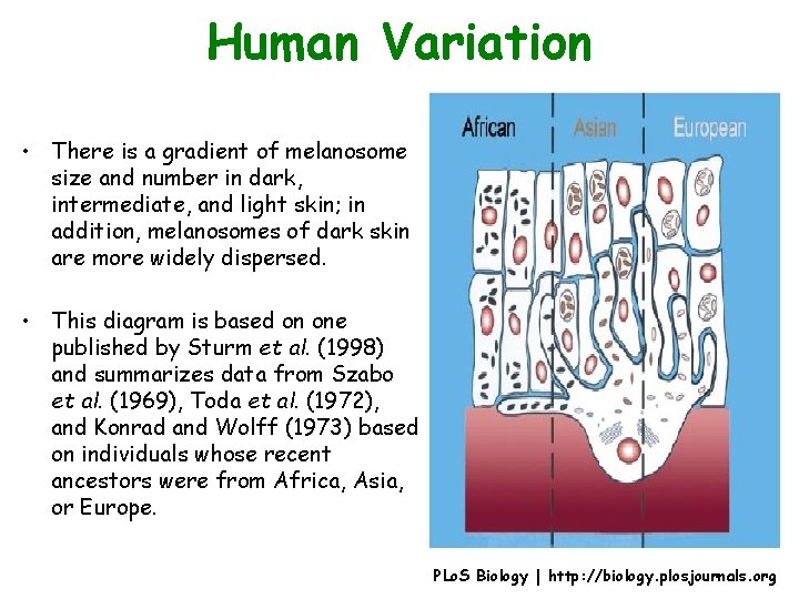 Human Variation • There is a gradient of melanosome size and number in dark,