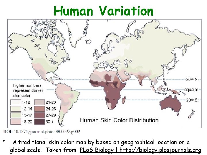 Human Variation • A traditional skin color map by based on geographical location on