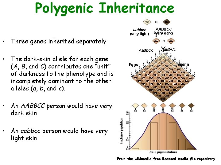 Polygenic Inheritance aabbcc (very light) AABBCC (very dark) • Three genes inherited separately Aa.