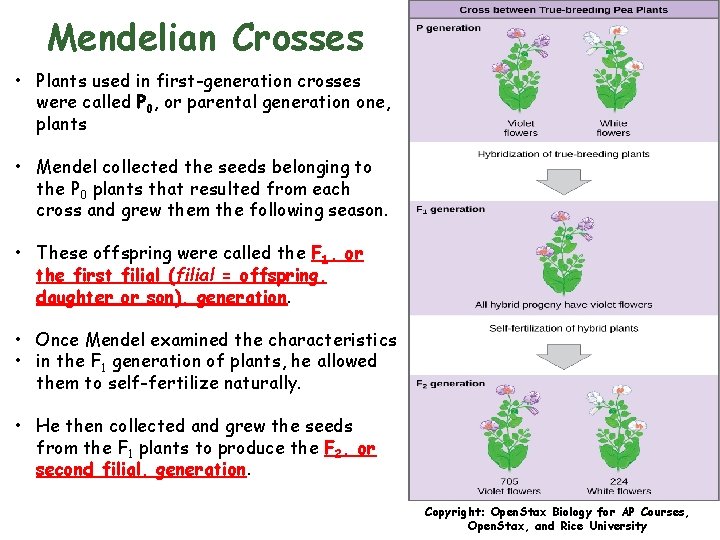 Mendelian Crosses • Plants used in first-generation crosses were called P 0, or parental