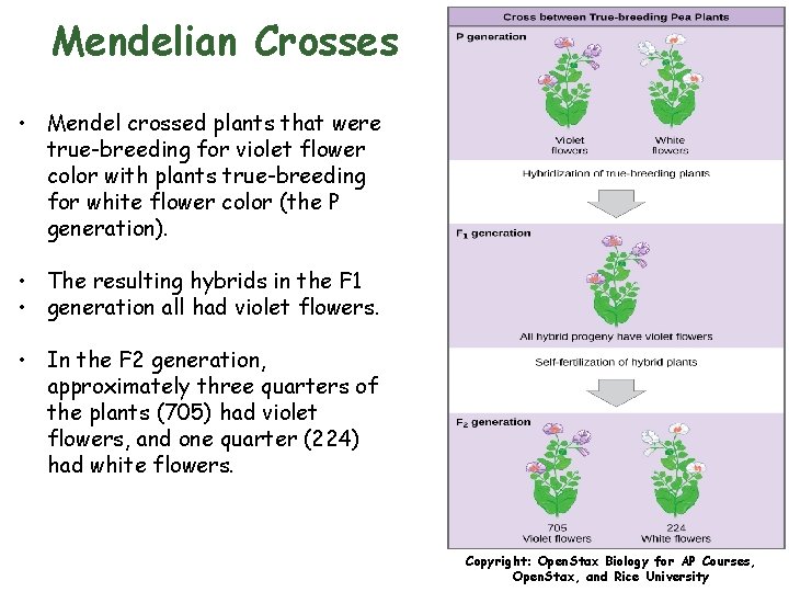 Mendelian Crosses • Mendel crossed plants that were true-breeding for violet flower color with