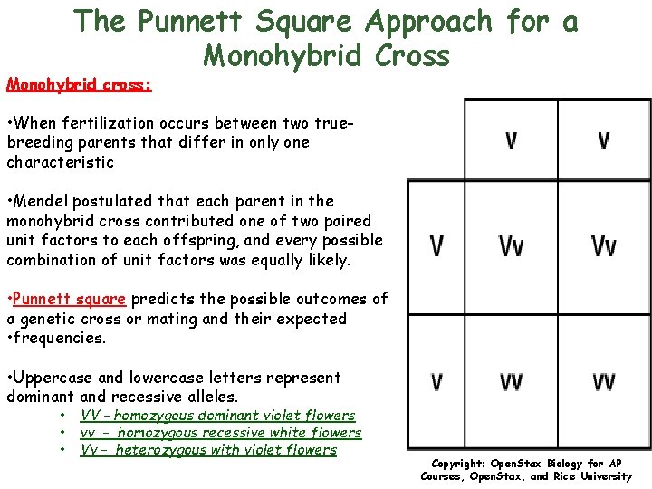 The Punnett Square Approach for a Monohybrid Cross Monohybrid cross: • When fertilization occurs