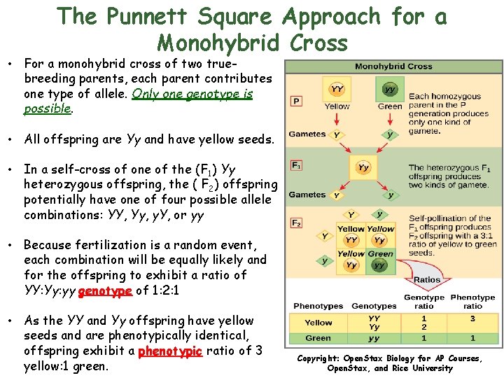 The Punnett Square Approach for a Monohybrid Cross • For a monohybrid cross of