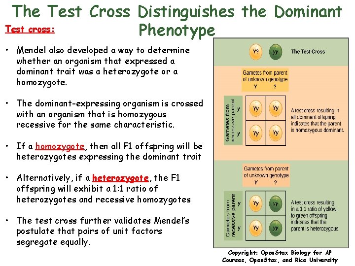 The Test Cross Distinguishes the Dominant Test cross: Phenotype • Mendel also developed a