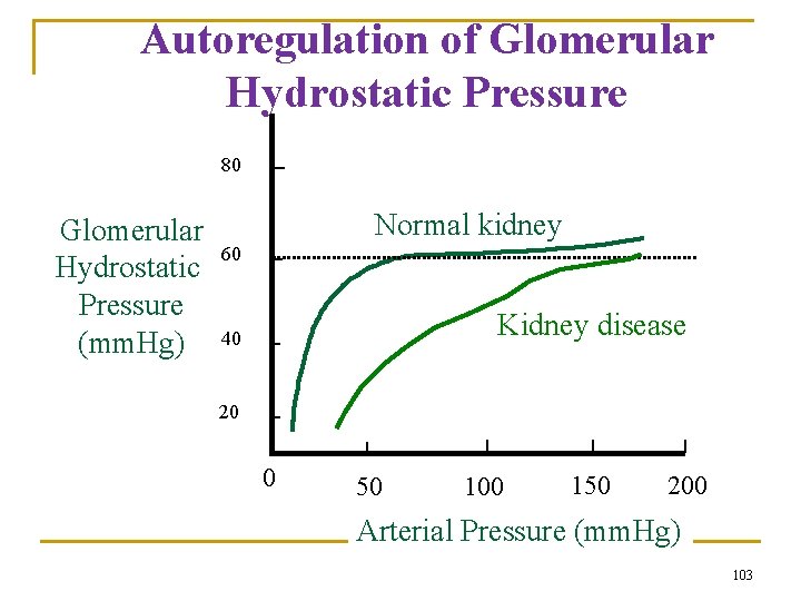 Autoregulation of Glomerular Hydrostatic Pressure 80 Glomerular Hydrostatic Pressure (mm. Hg) Normal kidney 60