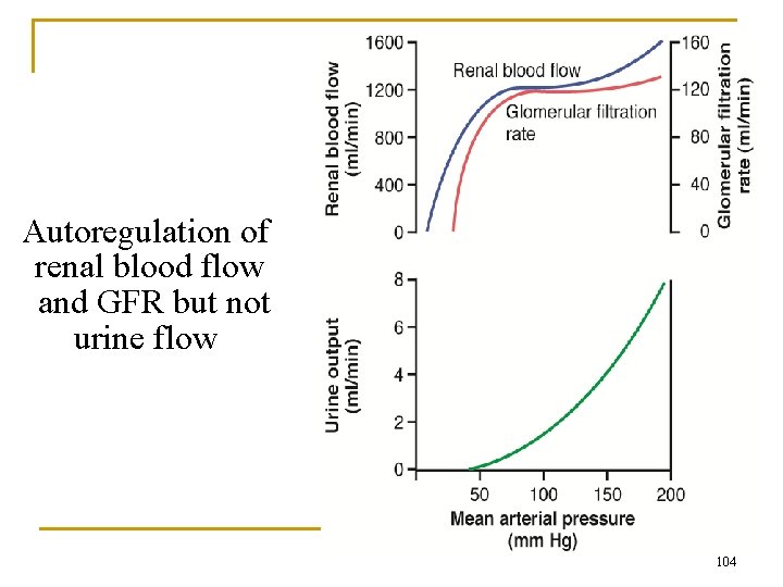 Autoregulation of renal blood flow and GFR but not urine flow 104 