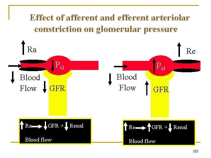 Effect of afferent and efferent arteriolar constriction on glomerular pressure Ra Re PG Blood