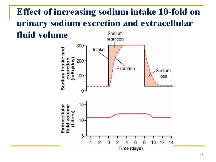 Effect of increasing sodium intake 10 -fold on urinary sodium excretion and extracellular fluid