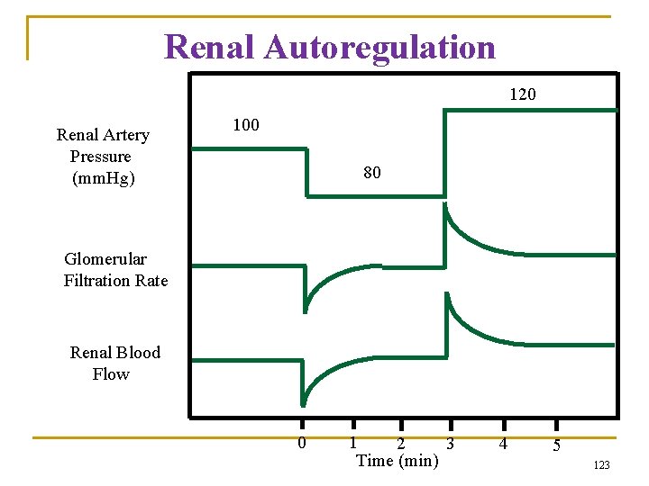 Renal Autoregulation 120 Renal Artery Pressure (mm. Hg) 100 80 Glomerular Filtration Rate Renal