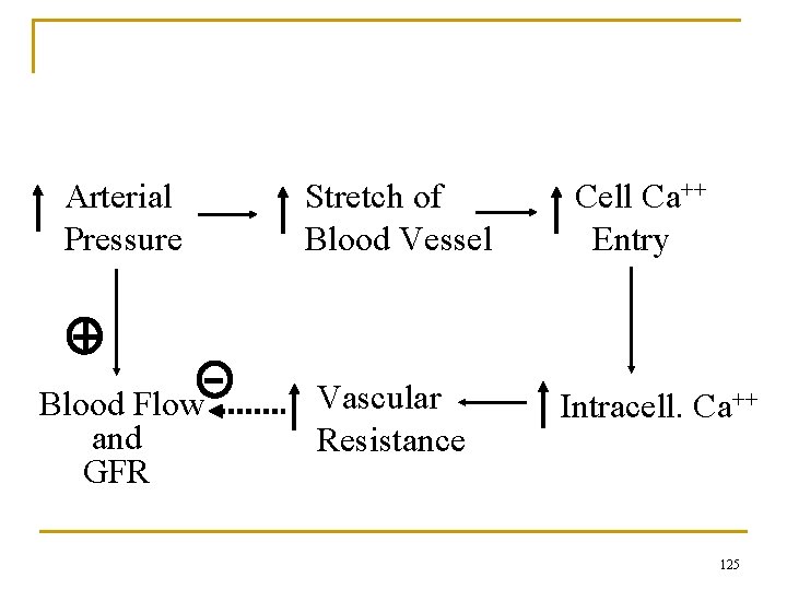 Myogenic Mechanism Arterial Pressure Stretch of Blood Vessel Blood Flow and GFR Vascular Resistance
