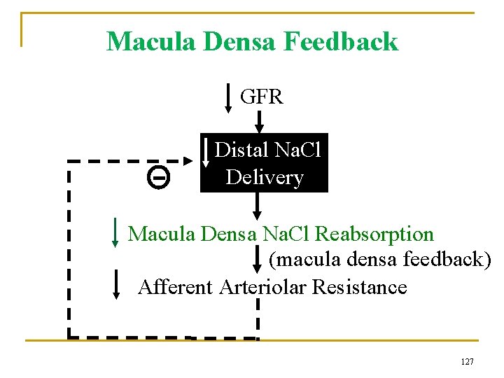 Macula Densa Feedback GFR Distal Na. Cl Delivery Macula Densa Na. Cl Reabsorption (macula