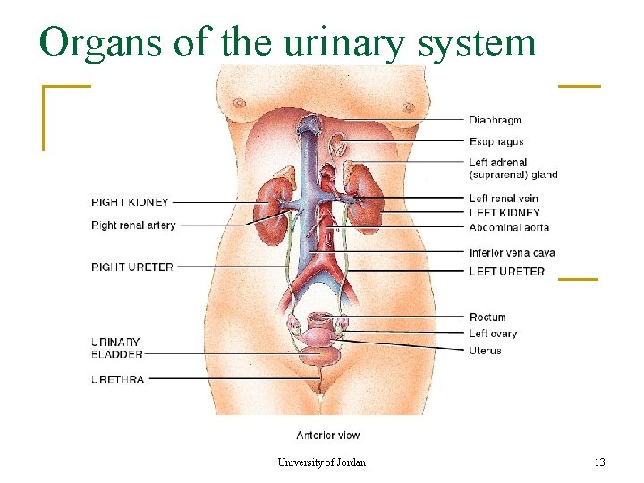 Organs of the urinary system University of Jordan 13 