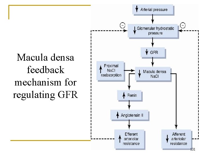 Macula densa feedback mechanism for regulating GFR 131 