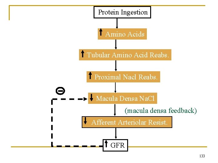 Protein Ingestion Amino Acids Tubular Amino Acid Reabs. Proximal Nacl Reabs. Macula Densa Na.