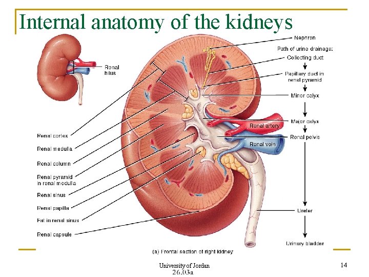 Internal anatomy of the kidneys University of Jordan 14 