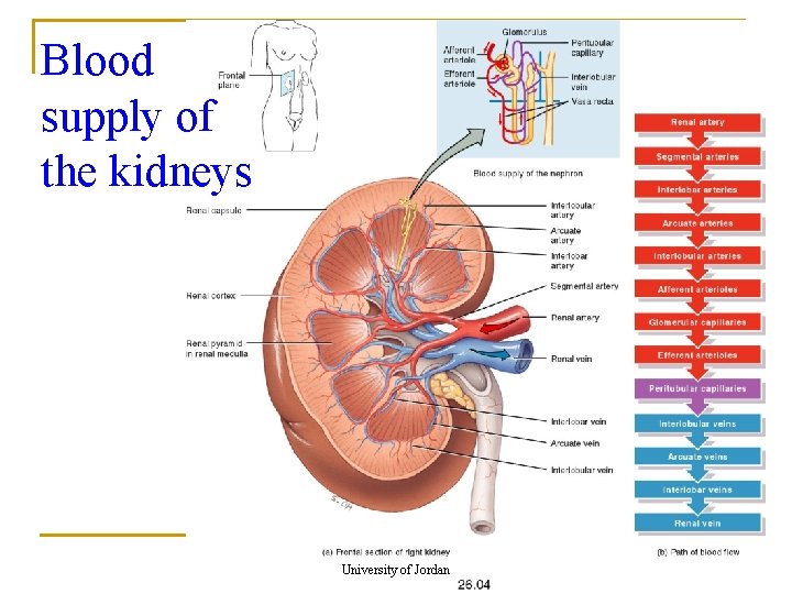 Blood supply of the kidneys University of Jordan 15 