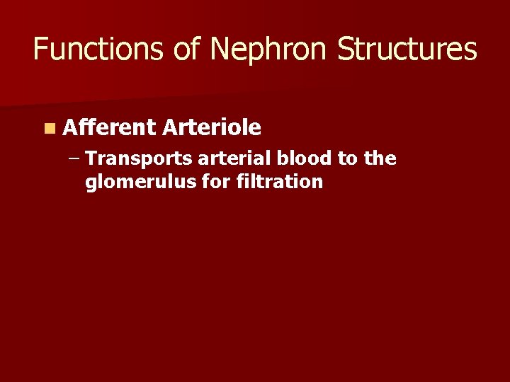 Functions of Nephron Structures n Afferent Arteriole – Transports arterial blood to the glomerulus