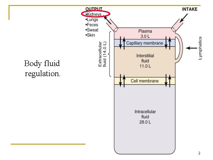 Body fluid regulation. 2 