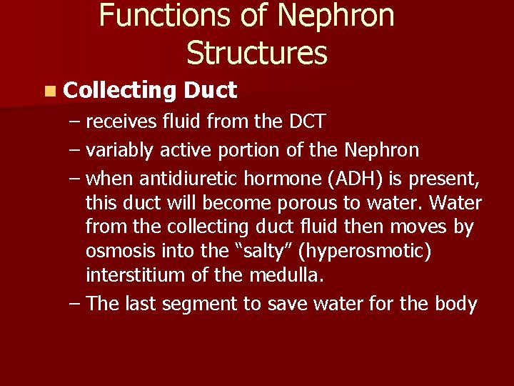 Functions of Nephron Structures n Collecting Duct – receives fluid from the DCT –