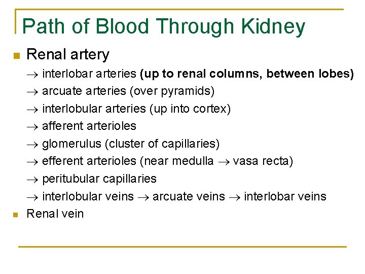Path of Blood Through Kidney n Renal artery n interlobar arteries (up to renal