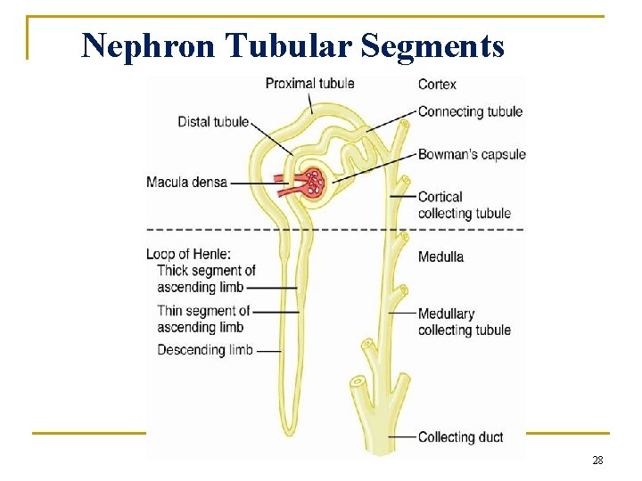 Nephron Tubular Segments 28 