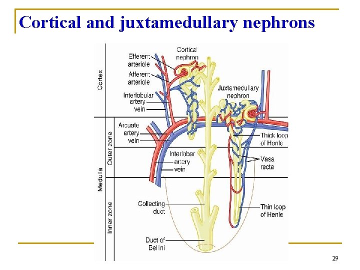 Cortical and juxtamedullary nephrons 29 