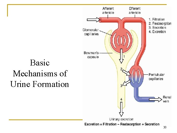 Basic Mechanisms of Urine Formation 30 