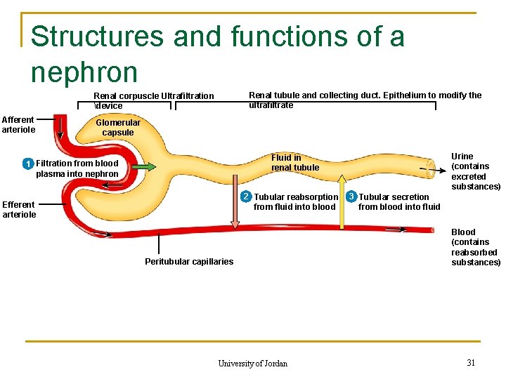 Structures and functions of a nephron Renal tubule and collecting duct. Epithelium to modify