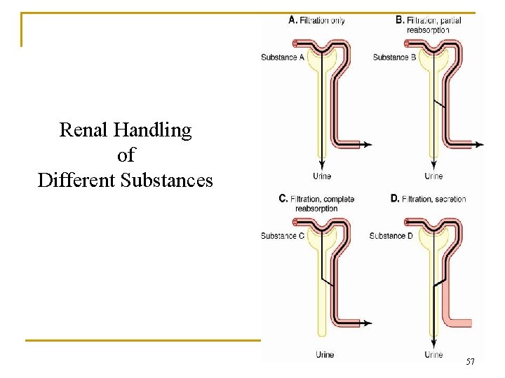 Renal Handling of Different Substances 57 