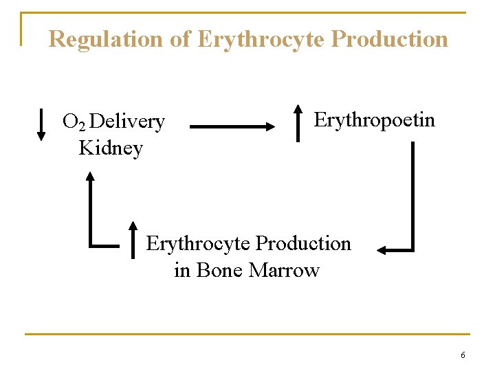 Regulation of Erythrocyte Production O 2 Delivery Kidney Erythropoetin Erythrocyte Production in Bone Marrow