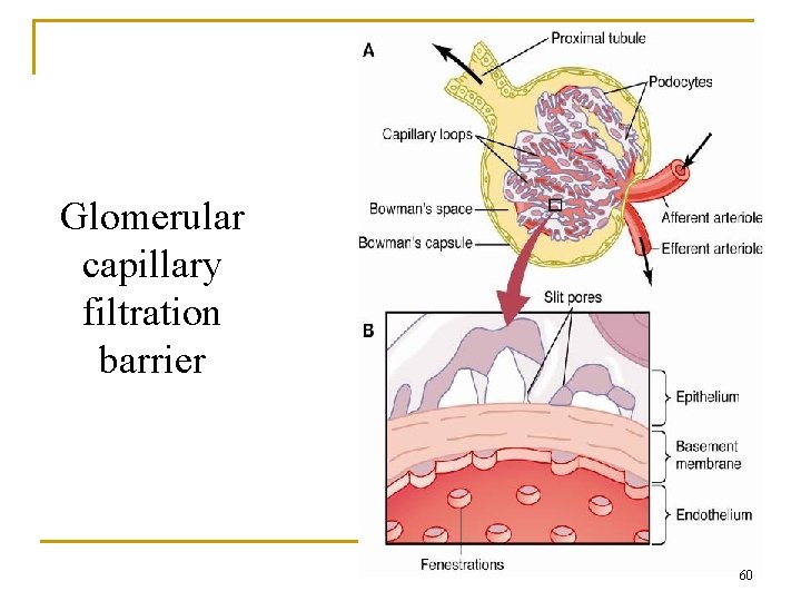 Glomerular capillary filtration barrier 60 