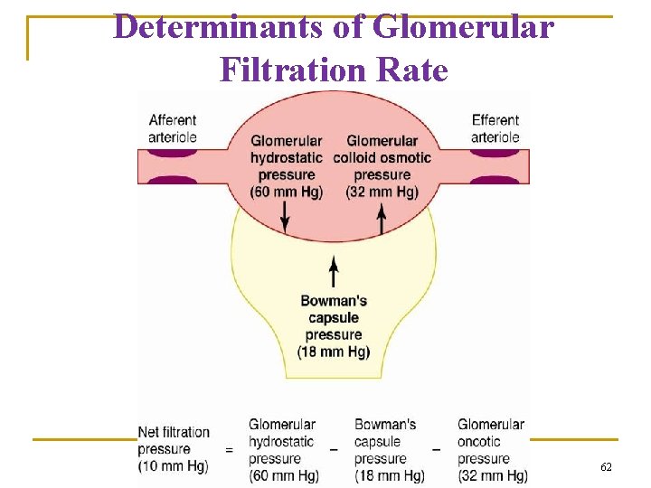 Determinants of Glomerular Filtration Rate 62 