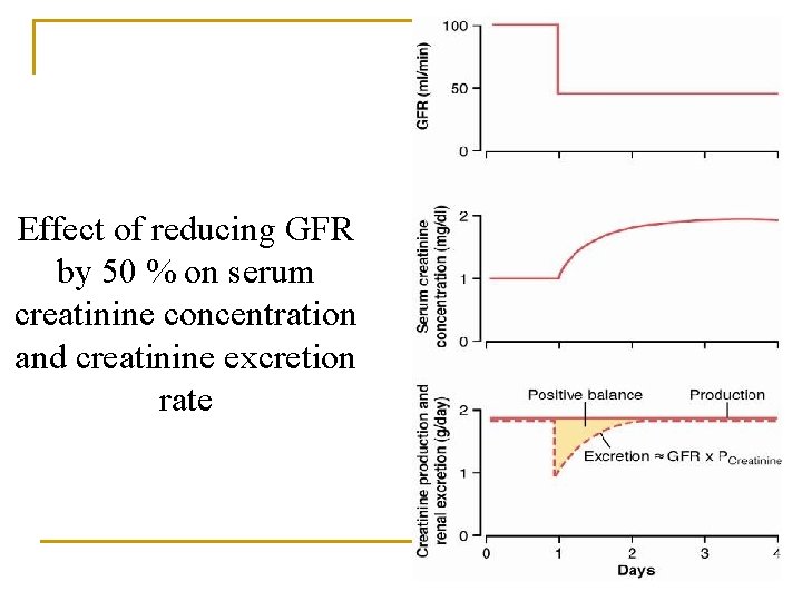 Effect of reducing GFR by 50 % on serum creatinine concentration and creatinine excretion