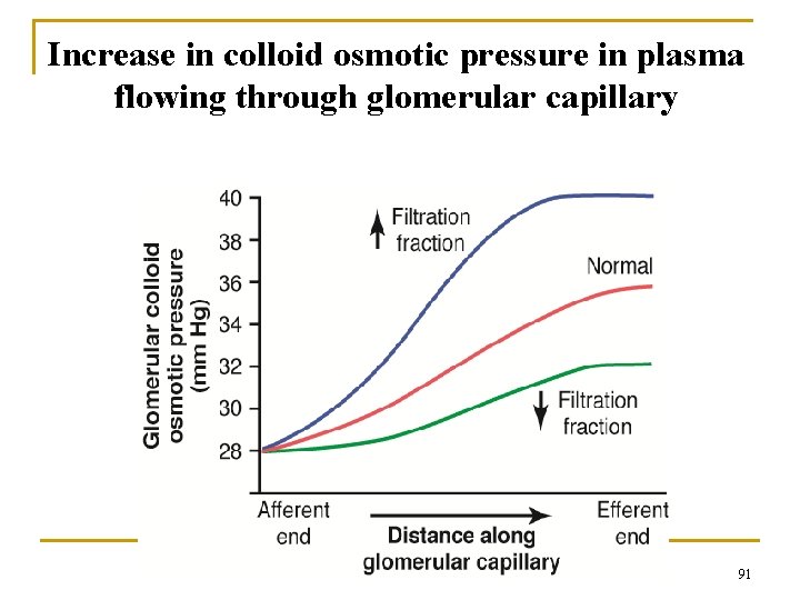 Increase in colloid osmotic pressure in plasma flowing through glomerular capillary 91 