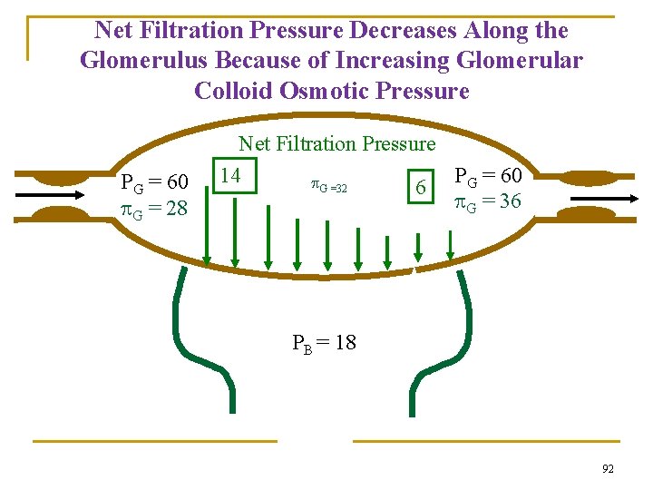 Net Filtration Pressure Decreases Along the Glomerulus Because of Increasing Glomerular Colloid Osmotic Pressure