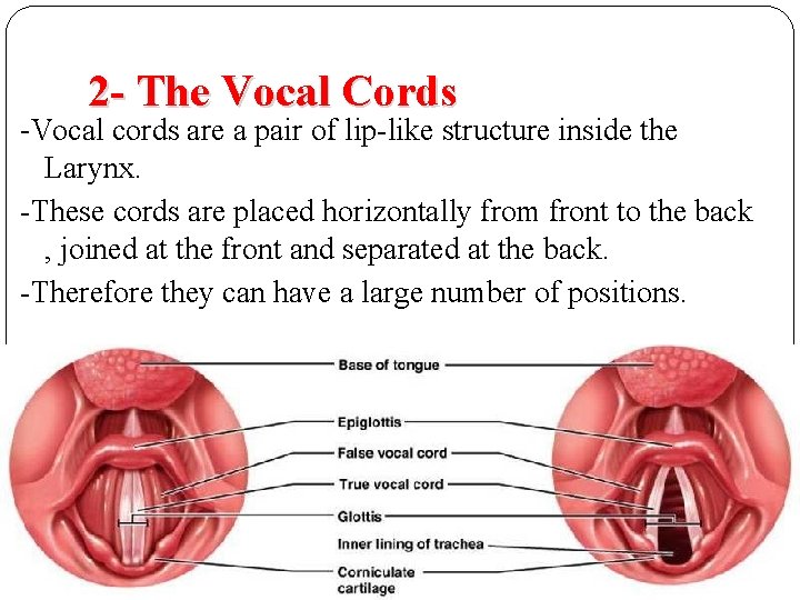 2 - The Vocal Cords -Vocal cords are a pair of lip-like structure inside 2 - The Vocal Cords -Vocal cords are a pair of lip-like structure inside