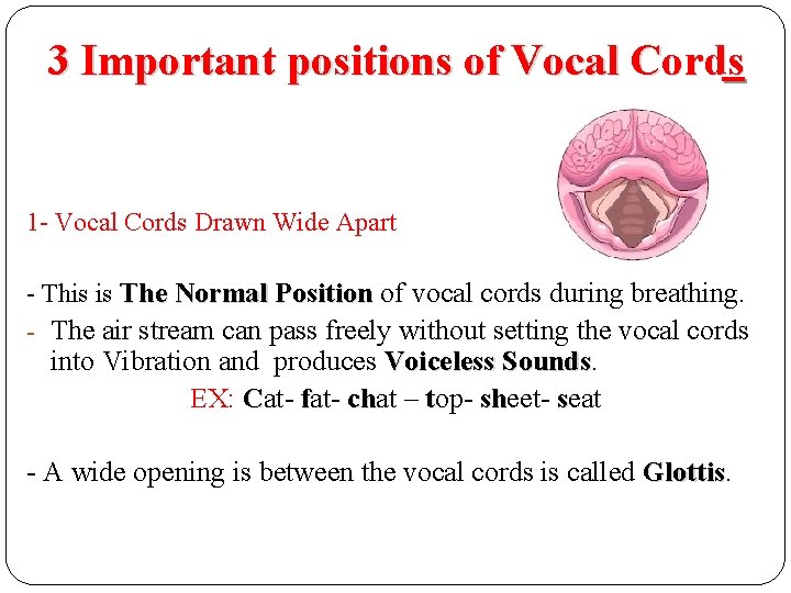 3 Important positions of Vocal Cords 1 - Vocal Cords Drawn Wide Apart - 3 Important positions of Vocal Cords 1 - Vocal Cords Drawn Wide Apart -
