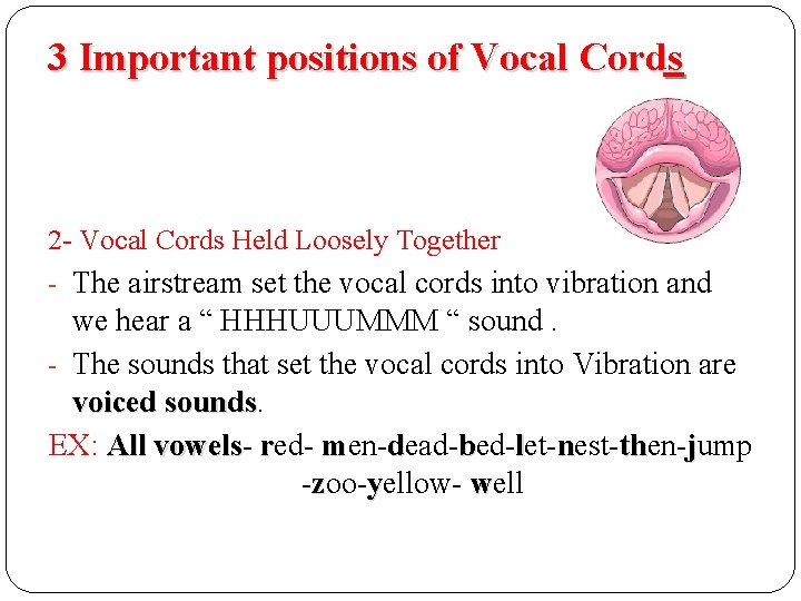 3 Important positions of Vocal Cords 2 - Vocal Cords Held Loosely Together - 3 Important positions of Vocal Cords 2 - Vocal Cords Held Loosely Together -
