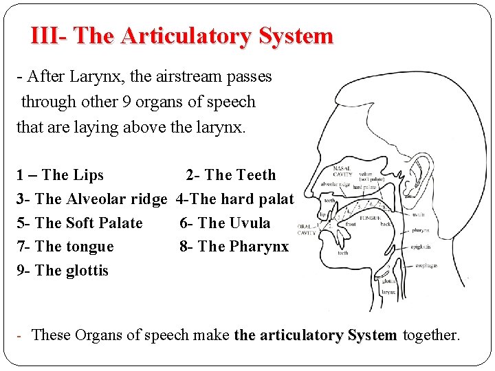 III- The Articulatory System - After Larynx, the airstream passes through other 9 organs III- The Articulatory System - After Larynx, the airstream passes through other 9 organs