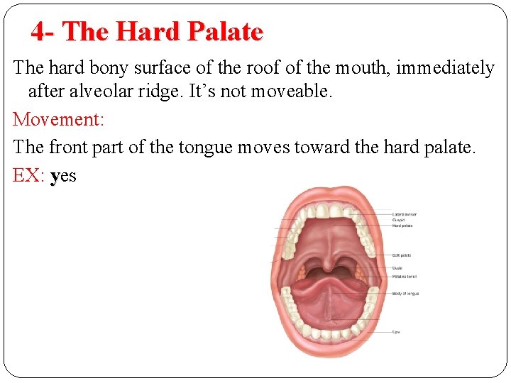 4 - The Hard Palate The hard bony surface of the roof of the 4 - The Hard Palate The hard bony surface of the roof of the