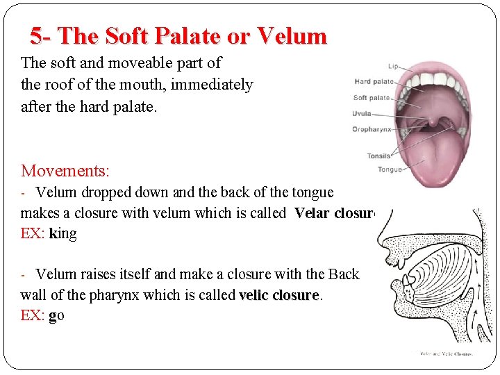 5 - The Soft Palate or Velum The soft and moveable part of the 5 - The Soft Palate or Velum The soft and moveable part of the