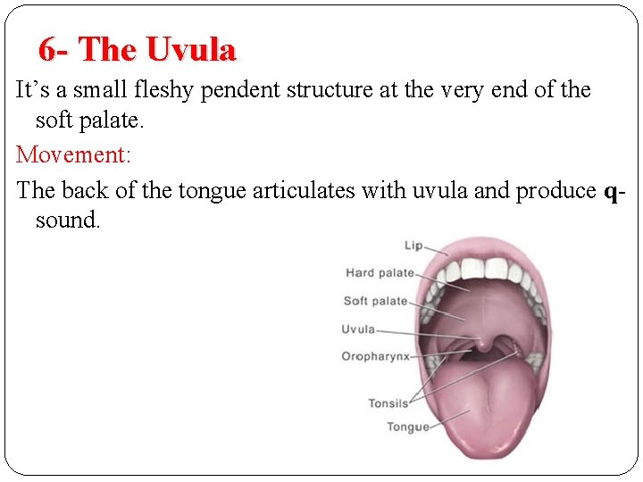 6 - The Uvula It’s a small fleshy pendent structure at the very end 6 - The Uvula It’s a small fleshy pendent structure at the very end