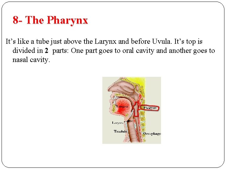 8 - The Pharynx It’s like a tube just above the Larynx and before 8 - The Pharynx It’s like a tube just above the Larynx and before