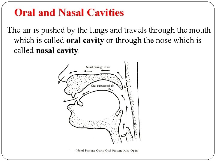 Oral and Nasal Cavities The air is pushed by the lungs and travels through Oral and Nasal Cavities The air is pushed by the lungs and travels through